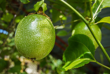 Passion Fruit Seeds for Cultivating Tangy and Refreshing Tropical Fruit 100 Pcs pcs