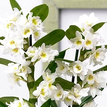 White Dendrobium Flower Seeds for Planting - NON GMO Seeds for planting in home garden