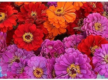Mixed Magellan Flower Seeds for Planting - 100 Pcs pcs