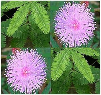 Mixed Schrankia Uncinata Plant Seeds for Planting - 100 pcs