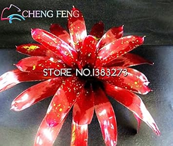 Red Bromeliad Plant Seeds for Planting - 100 pcs