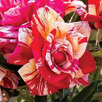 Cream Red Spirit Rose Plant Seeds for Planting - Non-GMO Heirloom Garden Seeds for Growing