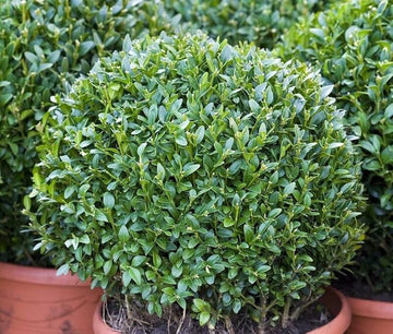 Buxus Sempervirens Plant Seeds for Planting - 100 pcs