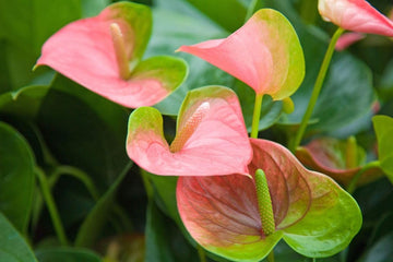 Green-Pink Anthurium Plant Seeds for Planting - Heirloom and Non-GMO garden seeds