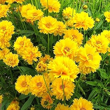 Yellow Coreopsis Flower Seeds – Heirloom, Non-GMO Flower Seeds for Planting