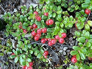 Partridge Berry Plant Seeds for Planting- Non-GMO, Ideal for Low-Ground Gardens
