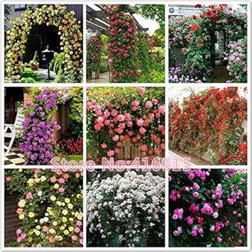 Mixed Liana Flower Seeds for Planting - 100 pcs for planting in your garden.