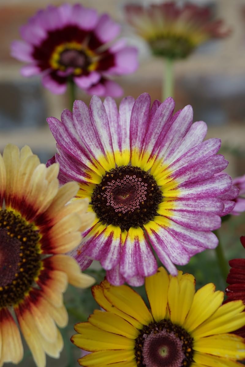 Chrysanthemum Carinatum Flower Seeds Purple for Planting - NON GMO Seeds