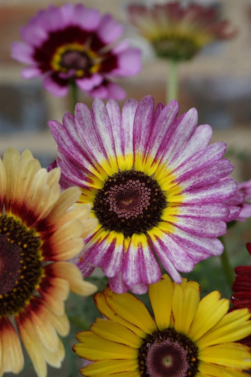 Chrysanthemum Carinatum Flower Seeds Purple for Planting - NON GMO Seeds