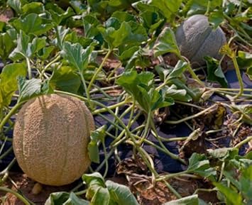 Brown Muskmelon Fruit Seeds for Planting - Growing Sweet and Aromatic Melons, Heirloom Seeds
