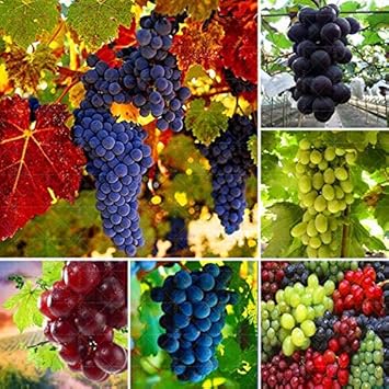 Heirloom Mixed-Colour Grape Fruit Seeds - Unique Varieties for Home Vineyards,GMO Free