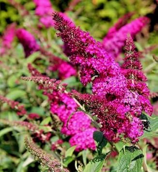 Organic Pink Butterfly Bush Flower Seeds for Planting ƒ?? Heirloom, Non-GMO