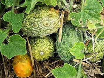 Cucumis Metuliferus Horned Melon Fruit Seeds - Unique, Non-GMO for Home Gardens