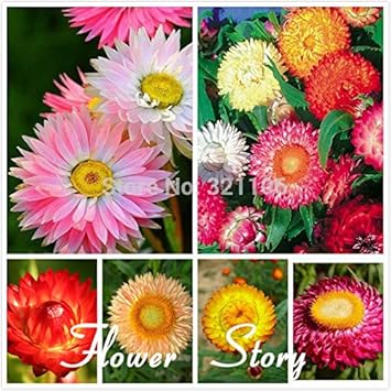 Heirloom Non-GMO Mix Strawflower Seeds for Dried Floral Arrangements and Garden Planting