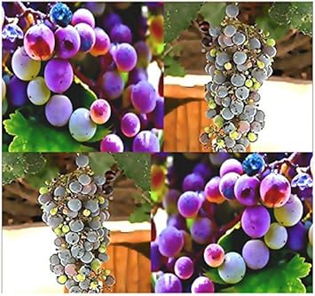 Yellow Canary Melon Fruit Seeds - Sweet and Unique Melons for Your Garden 100 Pcs pcs