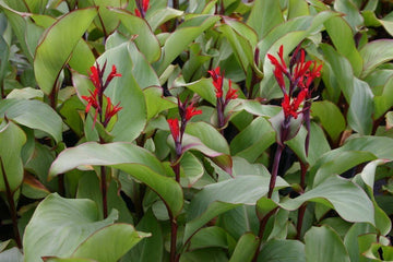 Canna Plant Seeds for Garden Planting - NON GMO Seeds