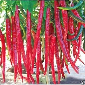Thai Hot Pepper Seeds for Planting, 100 Pcs pcs