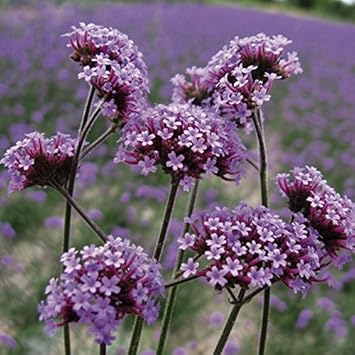 Purple Verbena Bonariensis Flower Seeds – Heirloom Non-GMO Seeds for Garden Planting