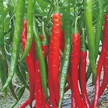 Red Chili Vegetable Seeds for Planting heirloom & Non-GMO Seeds
