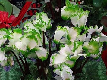Light Green Cyclamen Flower Seeds for Planting - NON GMO Seeds