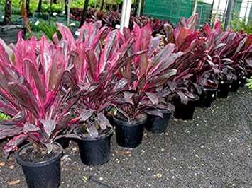 Red Cordyline Rubra Plant Seeds for Planting, 100 pcs