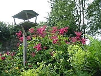 Pink Filipendula Rubra Flower Seeds for Planting - 100 Pcs pcs