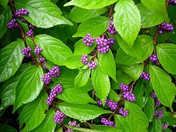 Purple Callicarpa Fruit Seeds - Vibrant and Beautiful Berries for Landscaping 100 Pcs pcs