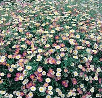 Mixed Erigeron Flower Seeds for Planting- NON GMO Seeds