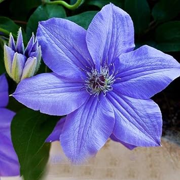 Heirloom Sky Blue Clematis Hybridas Flower Seeds – Non-GMO Climbing Blooms for Garden Planting