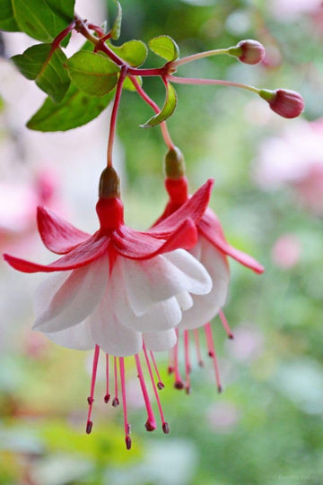 Heirloom Non-GMO Fuchsia Flower Seeds – Vibrant Hanging Blooms for Shade Gardens