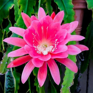 Epiphyllum Bumpkin Cuttings, Pieces, - cm, Stunning Pink Flowers