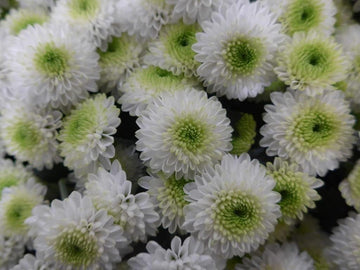 White Green Chrysanthemum Flower Seeds for Planting, NON GMO Seeds