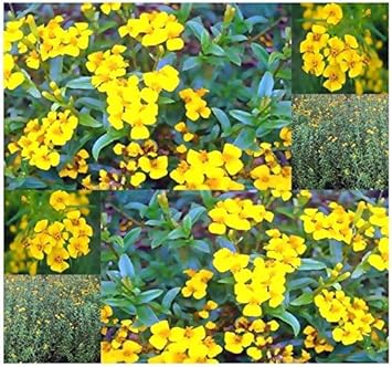 Tagetes Lucida Flower Seeds for Planting 100 pcs -Hierloom Flower Seeds - Lucida for planting in home garden