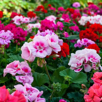 Mixed Geranium Pelargonium Heirloom Non-GMO Seeds for Planting