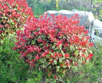 Photinia Plant Seeds for Garden Planting - NON GMO Seeds
