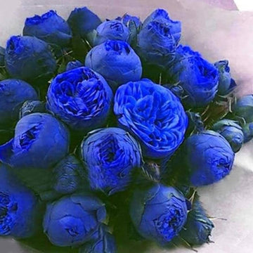 Heirloom Non-GMO Ranunculus Flower Seeds for Planting – Blue Blooms, Vibrant and Elegant