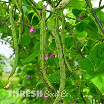 Rattlesnake Beans Vegetable Seeds for Planting heirloom & Non-GMO Seeds