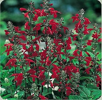 Deep Red Scarlet Sage Flower Seeds - 100 Pcs pcs