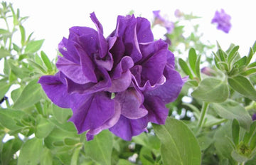 Double Violet Petunia Flower Seeds for Planting - Heirloom, NON-GMO, Easy to Grow Garden Blooms