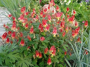 Red Yellow Aquilegia Flower Seeds for Planting â€“ NON GMO Seeds