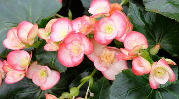 Red White Begonia Flower Seeds – Heirloom, Non-GMO Seeds for Planting Bright Garden Blooms