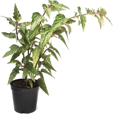 Begonia Maculata Flower Seeds – Heirloom, Non-GMO Flower Seeds for Planting