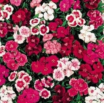 Mixed Dianthus Telstar Flower Seeds for Planting - NON GMO Seeds