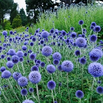 Echinops Ritro Flower Seeds for Planting, 100 pcs