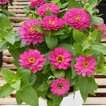 Deep Pink Zinnia Elegans Flower Seeds for Planting – Vibrant, Non-GMO Heirloom Seeds