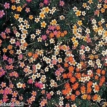 Mix Leptosiphon Flower Seeds for Planting - 100 pcs