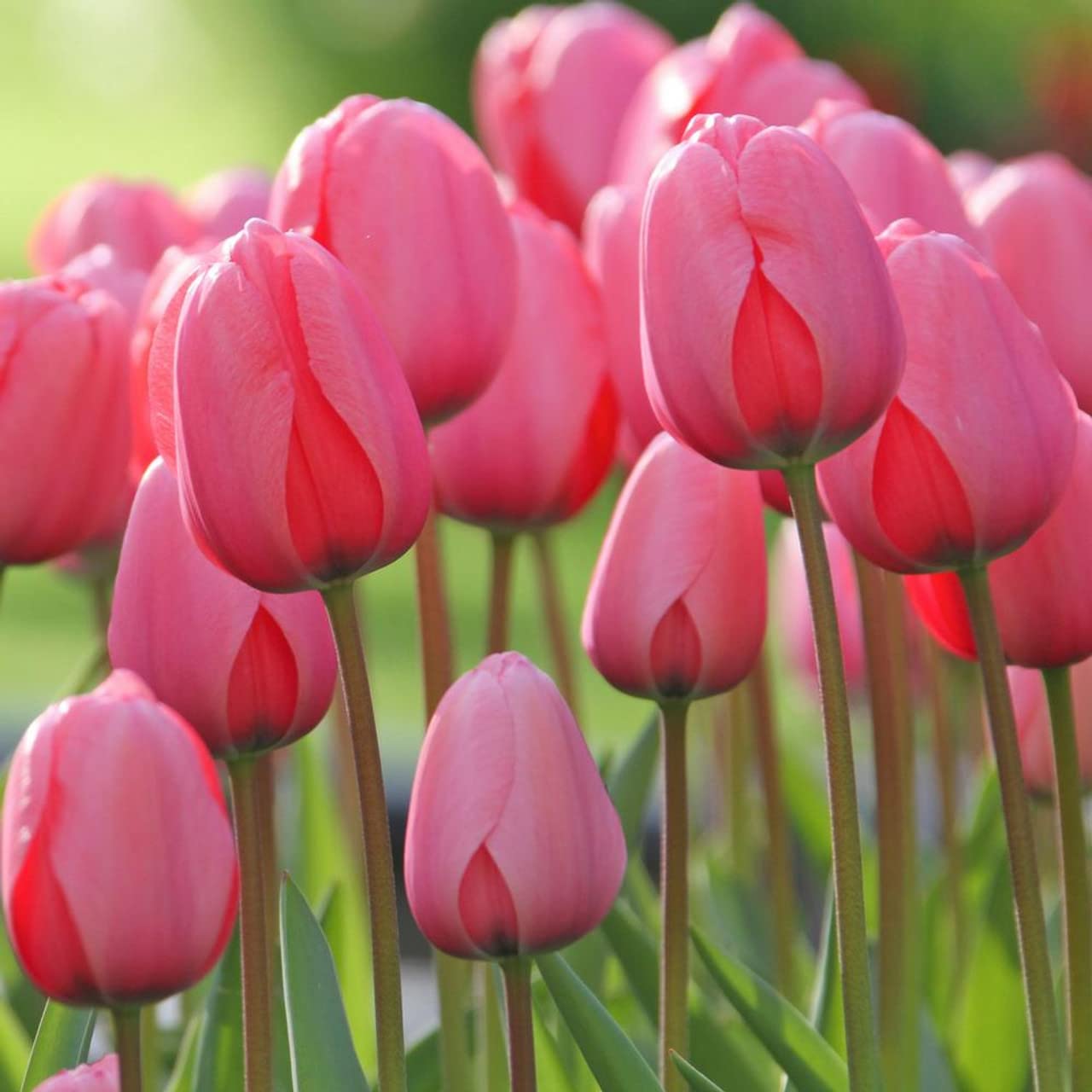 Heirloom Non-GMO Pink Tulip Flower Seeds for Planting ƒ?? Elegant Spring-Blooming Garden Flowers for planting in your garden.