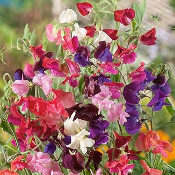 Pea Flower Seeds Heirloom Non GMO Planting - 100 pcs