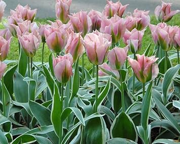 Green Pink Tulip Flower Seeds for Planting ƒ?? Heirloom, Non-GMO, Vibrant Blooms