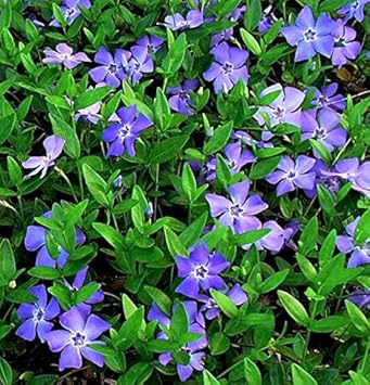 Vinca Minor Flower Seeds for Planting -NON GMO Seeds